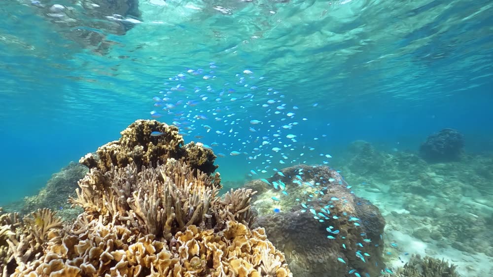 陽の光が差し込み、魚たちが泳ぐ青く澄んだ海